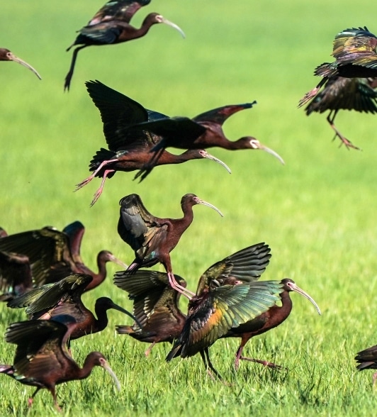 Oiseau en vol ibis